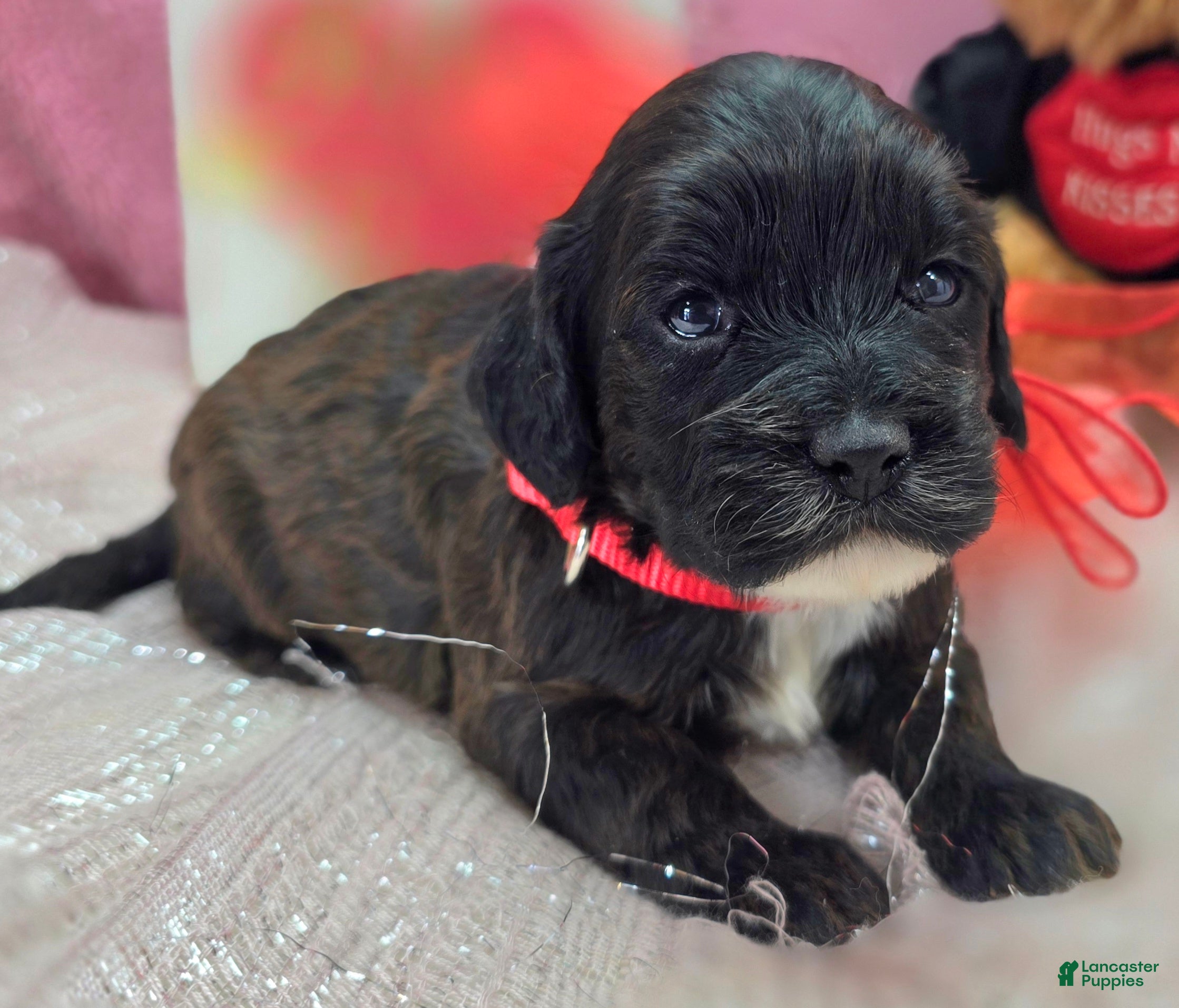 Cockapoo dogs Vega - Ad 13