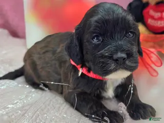 Cockapoo dogs Vega - Ad 16