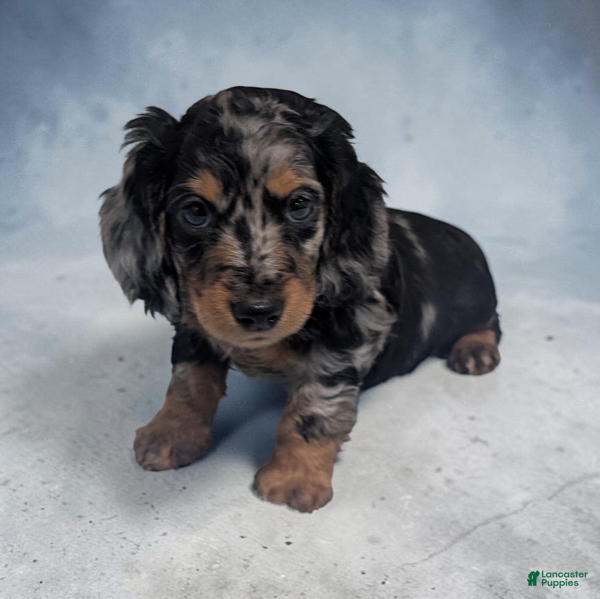 Miniature Dachshund dogs Skippy - Ad 1