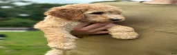 Standard Poodle dogs for sale: Standard Poodle 4 - Ad 4