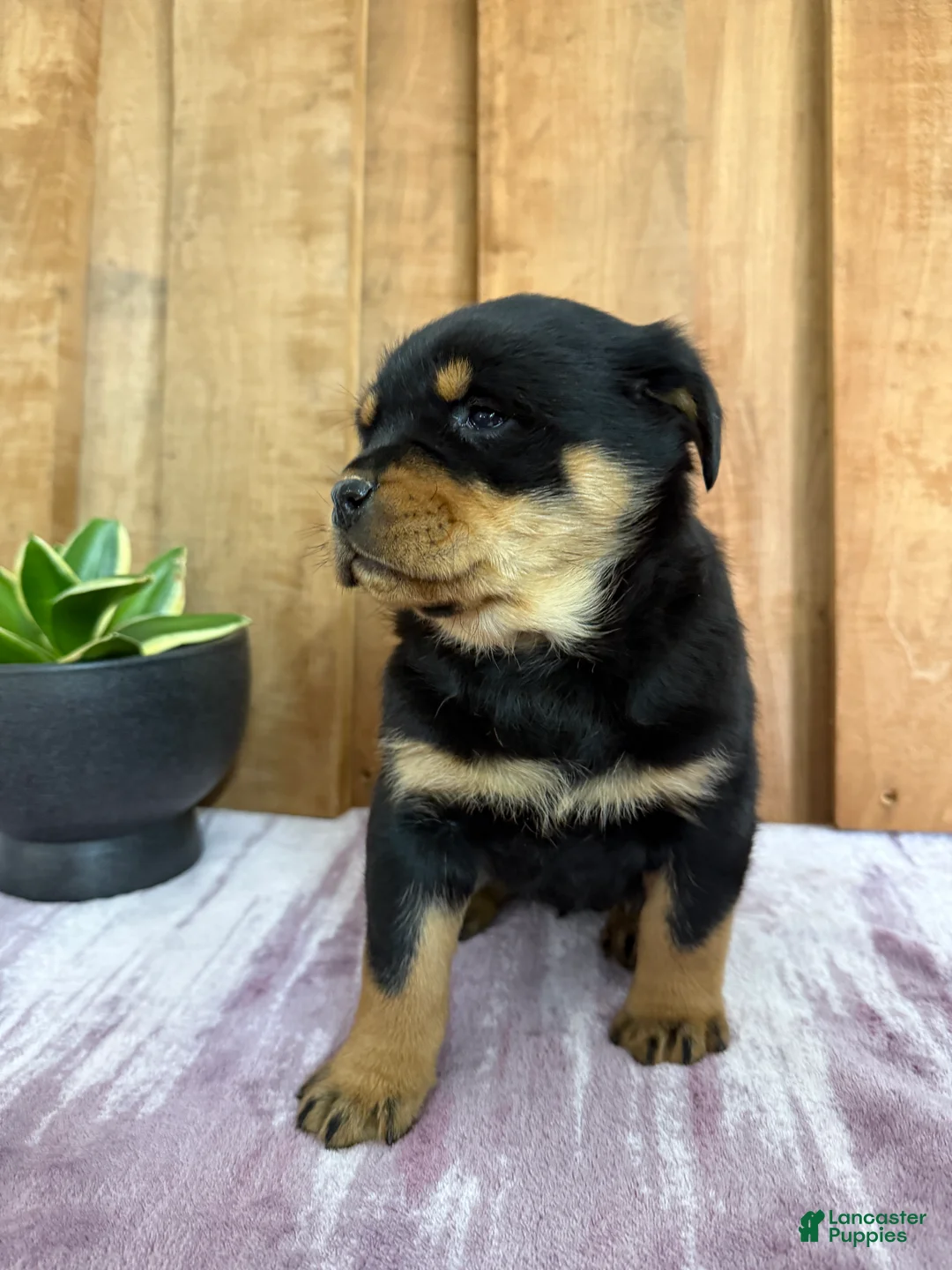 Rottweiler dogs for sale: London - Ad 14