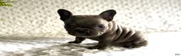 French Bulldog dogs for sale: Blue Bell - Ad 8