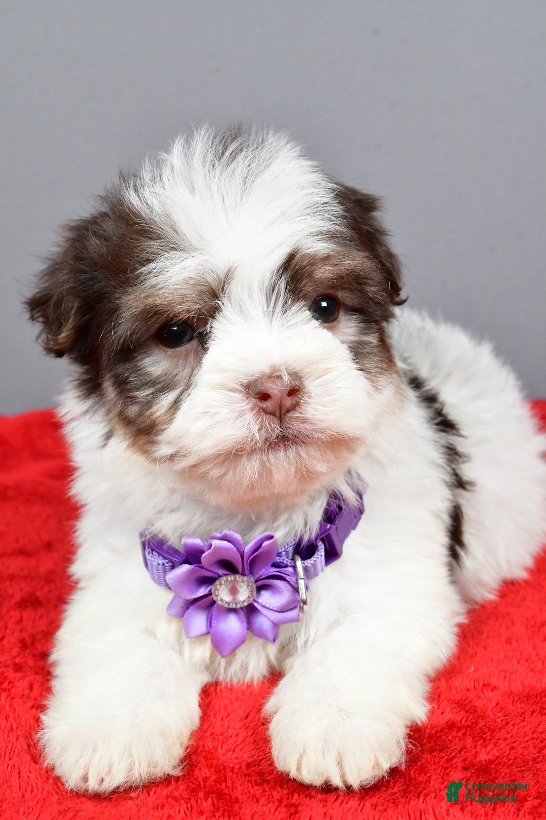 Havanese dogs for sale: Callie - Ad 4