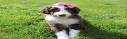 Mini Aussiedoodle dogs for sale: Cassie - Ad 9