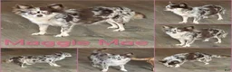 Chihuahua dogs for sale: Aspen Lavender Long Coat - Ad 6