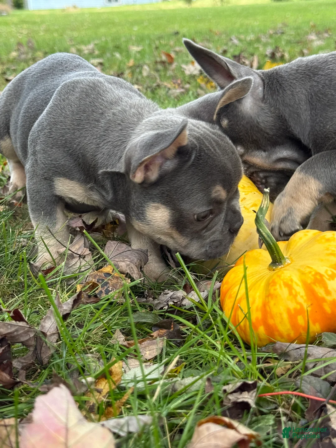 French Bulldog dogs for sale: Bean - Ad 1