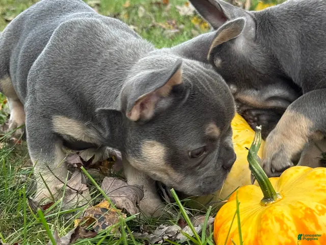 French Bulldog dogs Bean - Ad 1