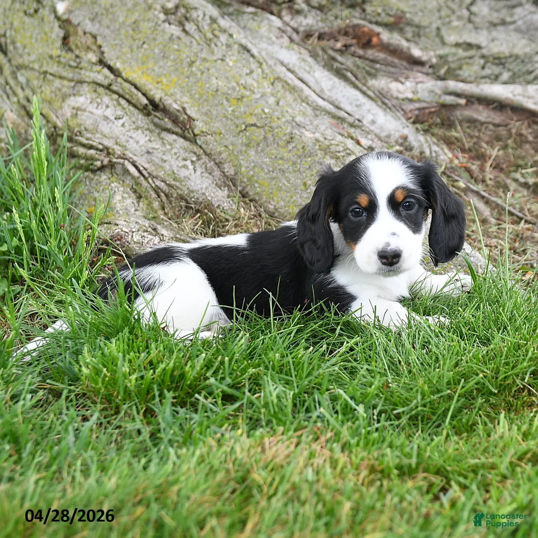 Dachshund dogs for sale: Regina - Ad 2