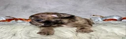 Mixed Breed dogs for sale: Mr. Gus - Ad 4