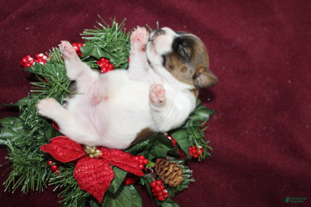 Jack Russell Terrier dogs for sale: Skittles - Ad 3