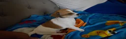Chihuahua dogs for sale: Chihuahua 1 - Ad 5