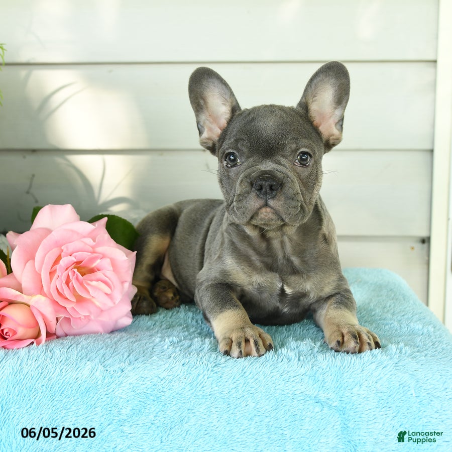 French Bulldog dogs Pepper - Ad 2