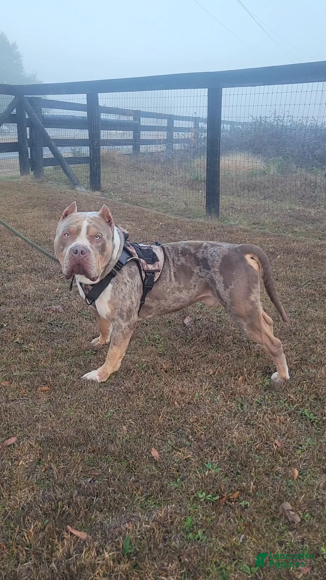 American Bully dogs for sale: GUY - Ad 6