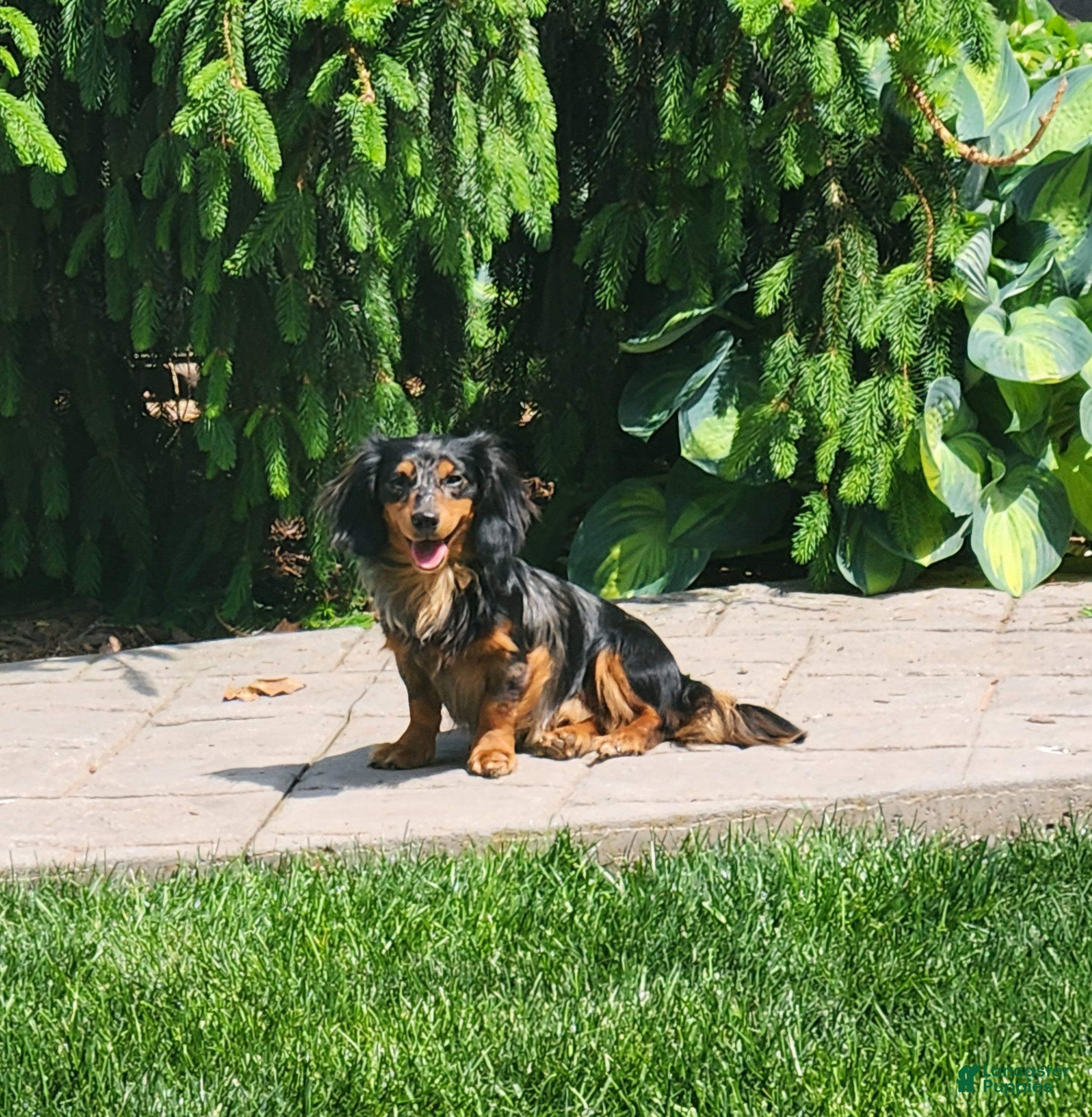 Benson