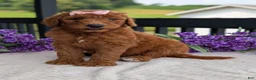 Goldendoodle dogs for sale: Miss Emmie - Ad 4