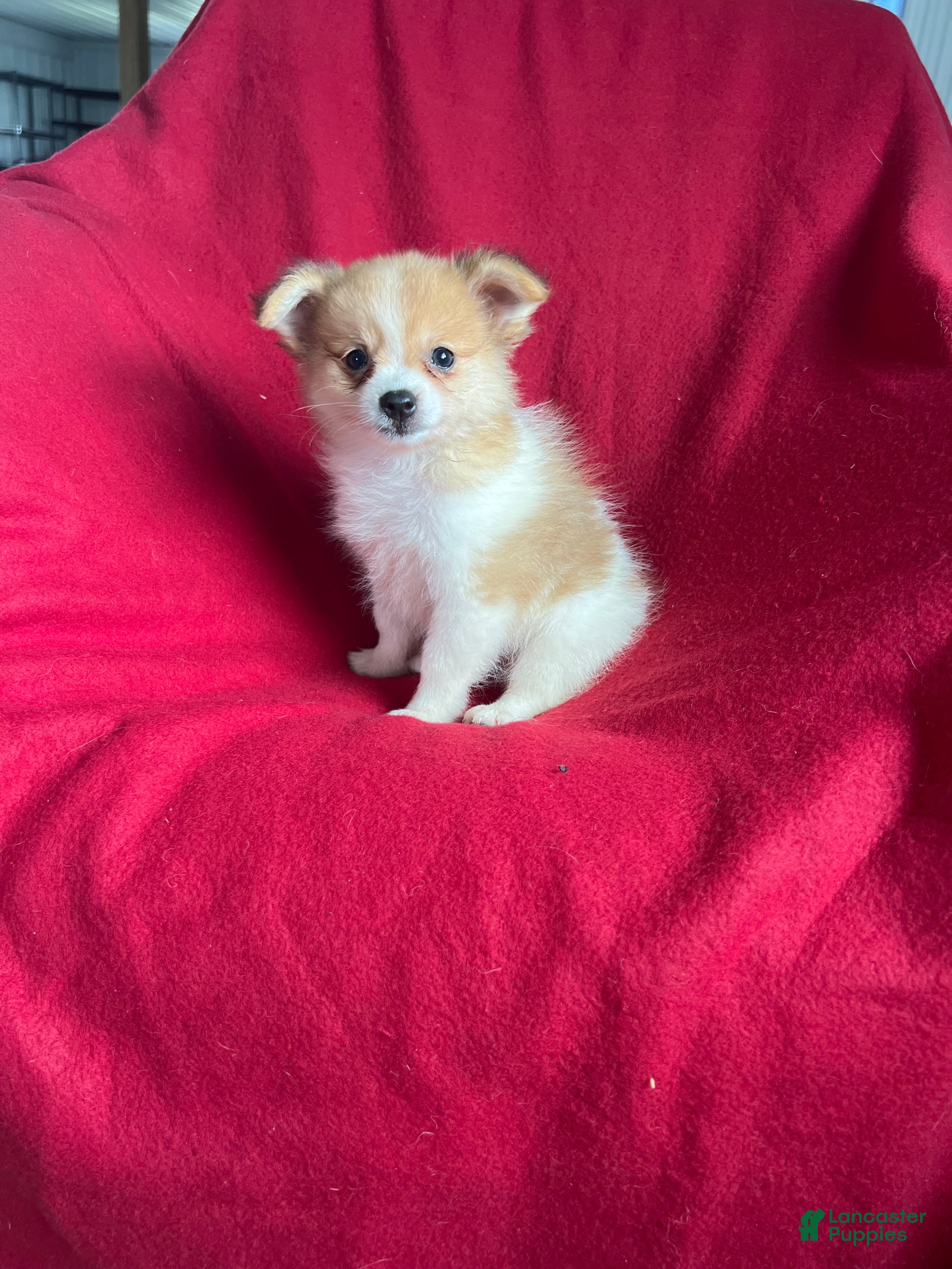 Pomeranian dogs Penny Marie - Ad 35