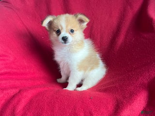 Pomeranian dogs Penny Marie - Ad 35