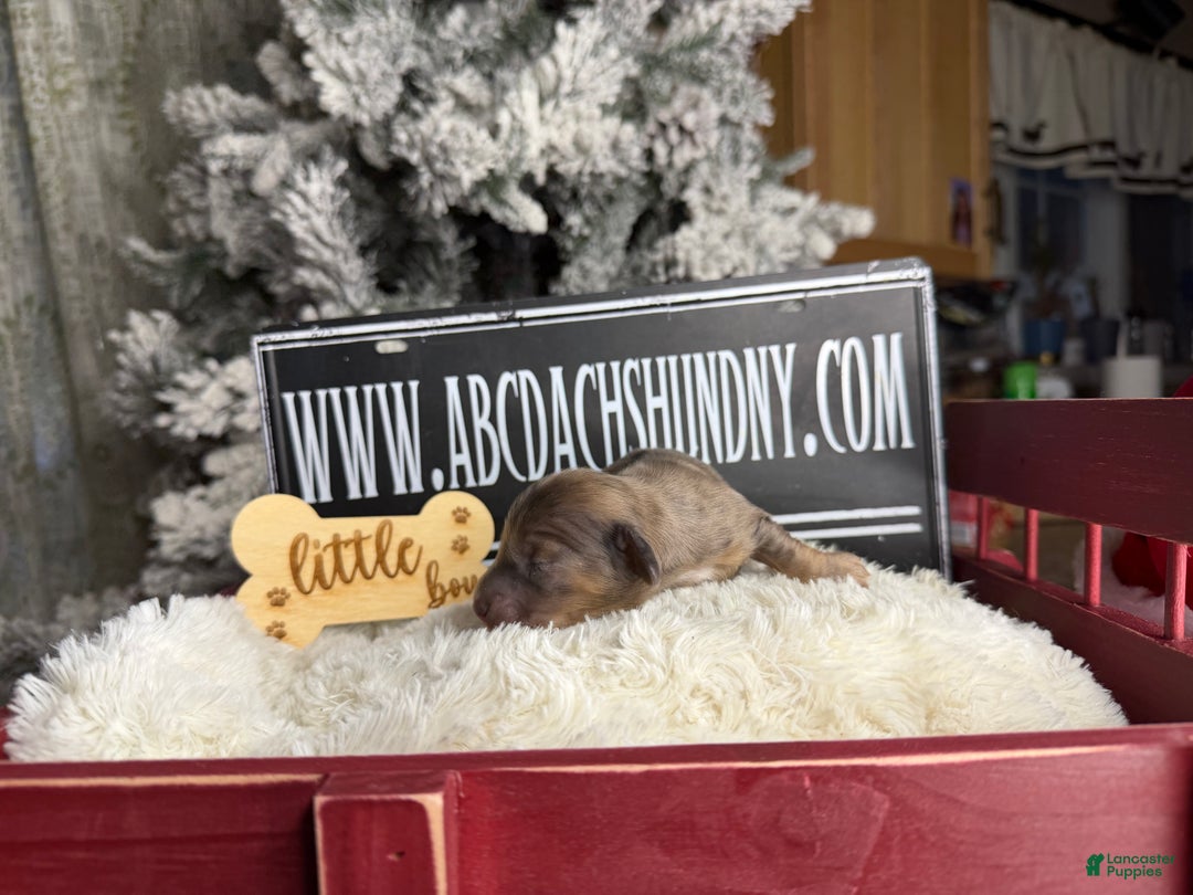 Miniature Dachshund dogs for sale: Cream dapple - Ad 5