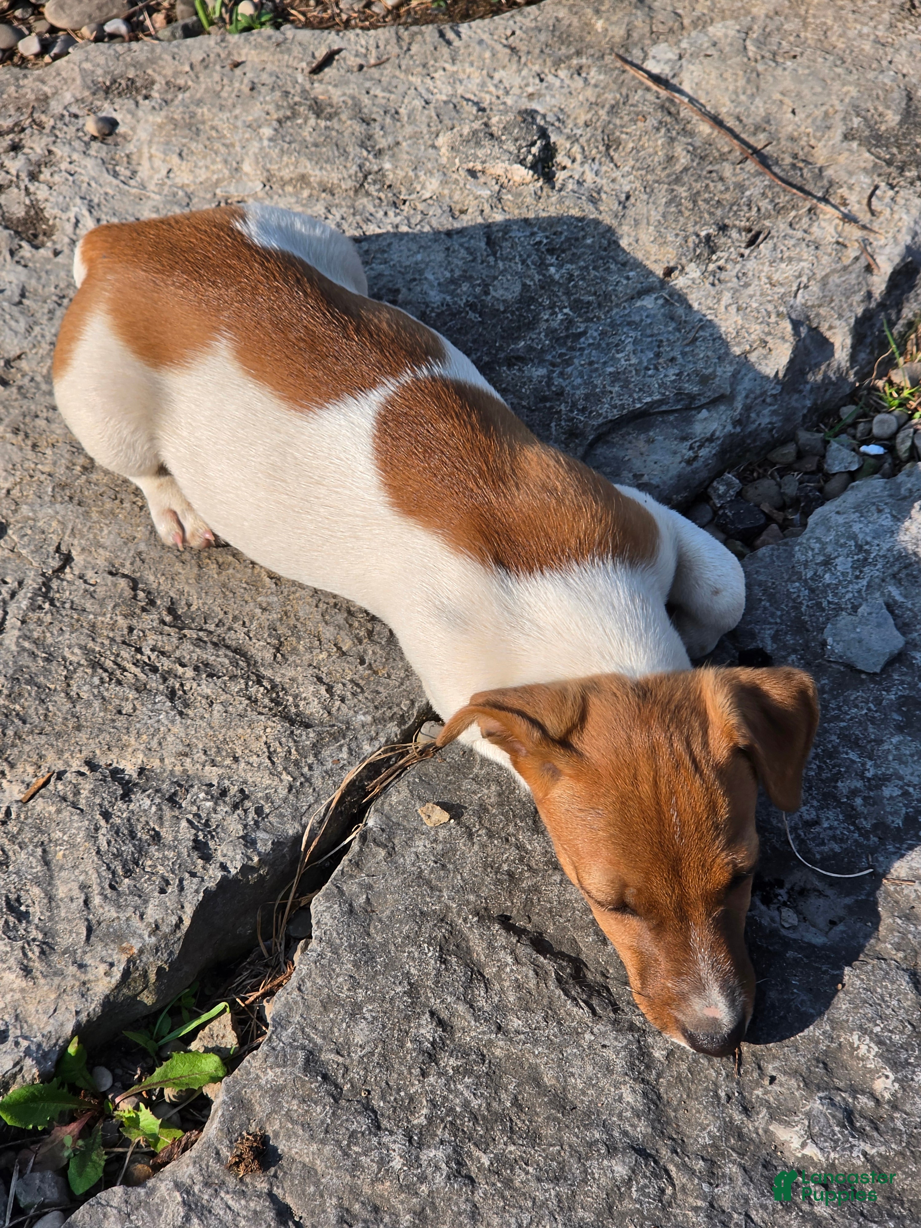 Jack Russell Terrier dogs Jack Russell Terrier 3 - Ad 1