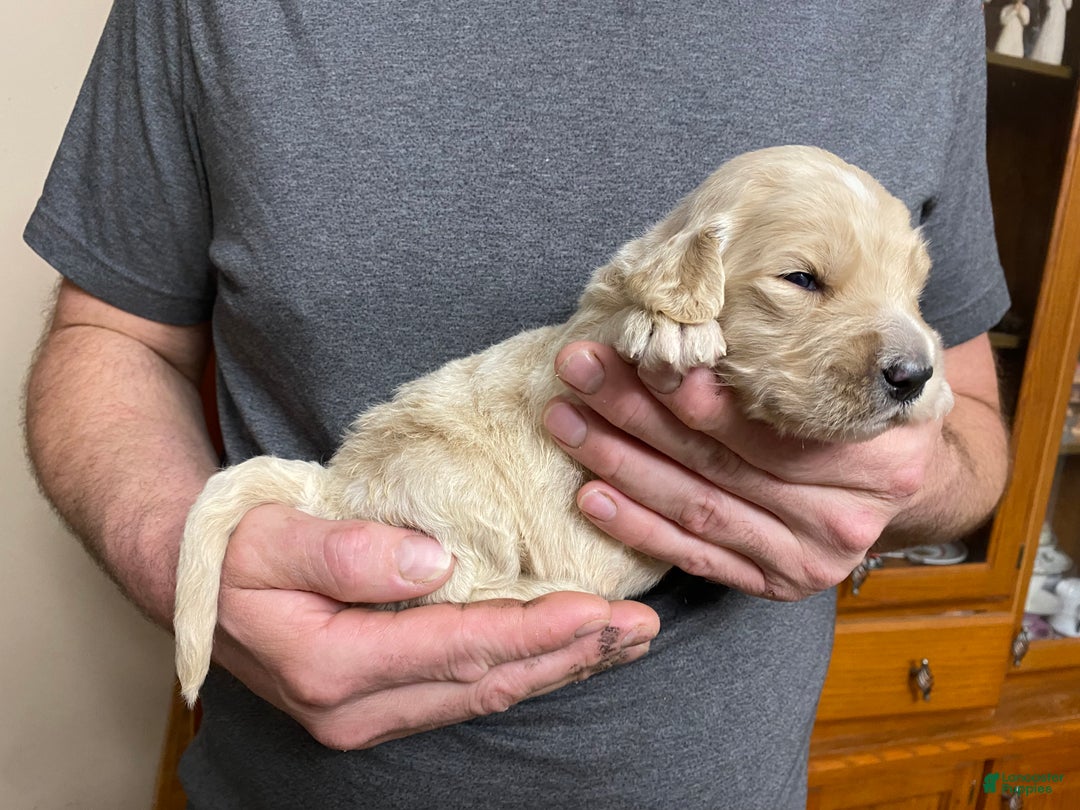 Goldendoodle dogs for sale: Goldendoodle Puppy 5 - Ad 2