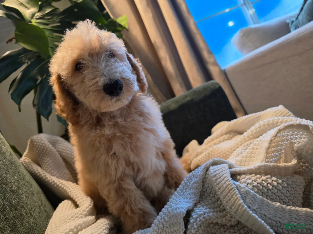 Labradoodle dogs for sale: Frappe - Yellow collar - Ad 1