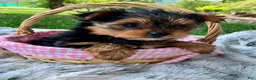 Yorkshire Terrier dogs for sale: Luna - Ad 3