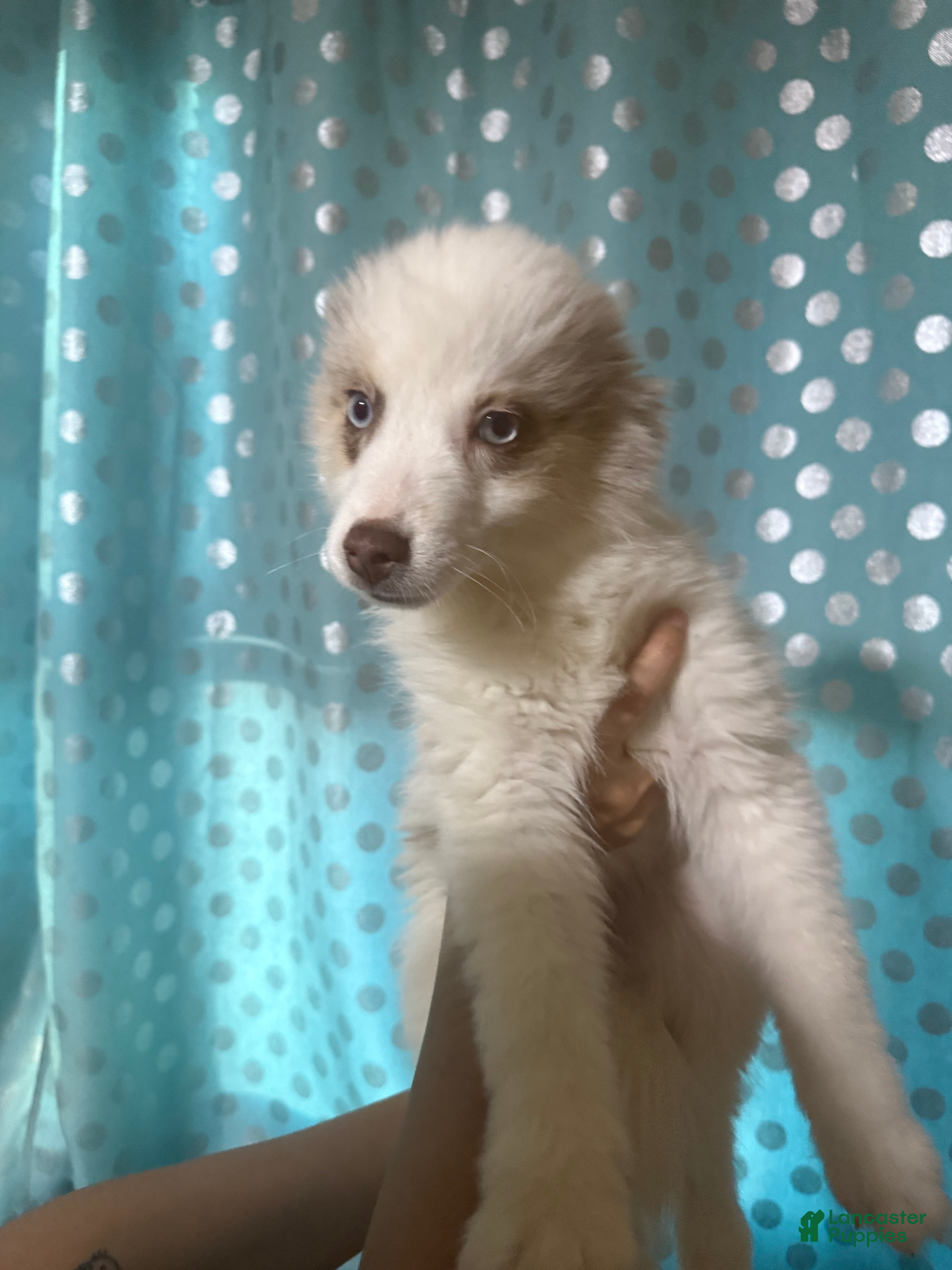 Pomsky dogs Cookie - Ad 39