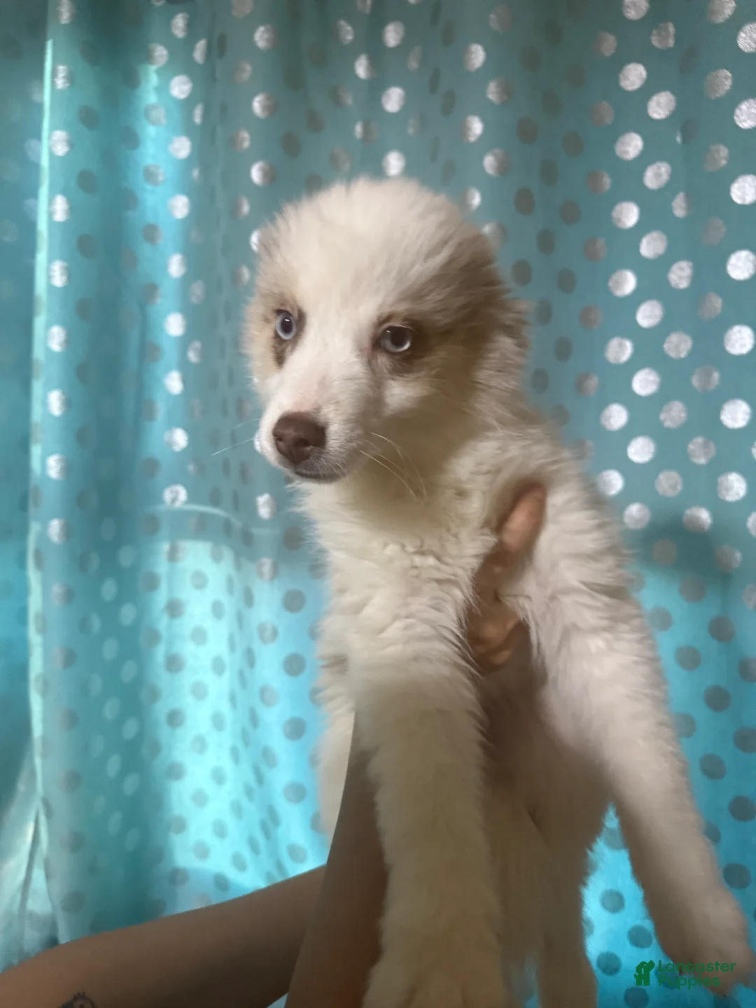 Pomsky dogs for sale: Cookie - Ad 1