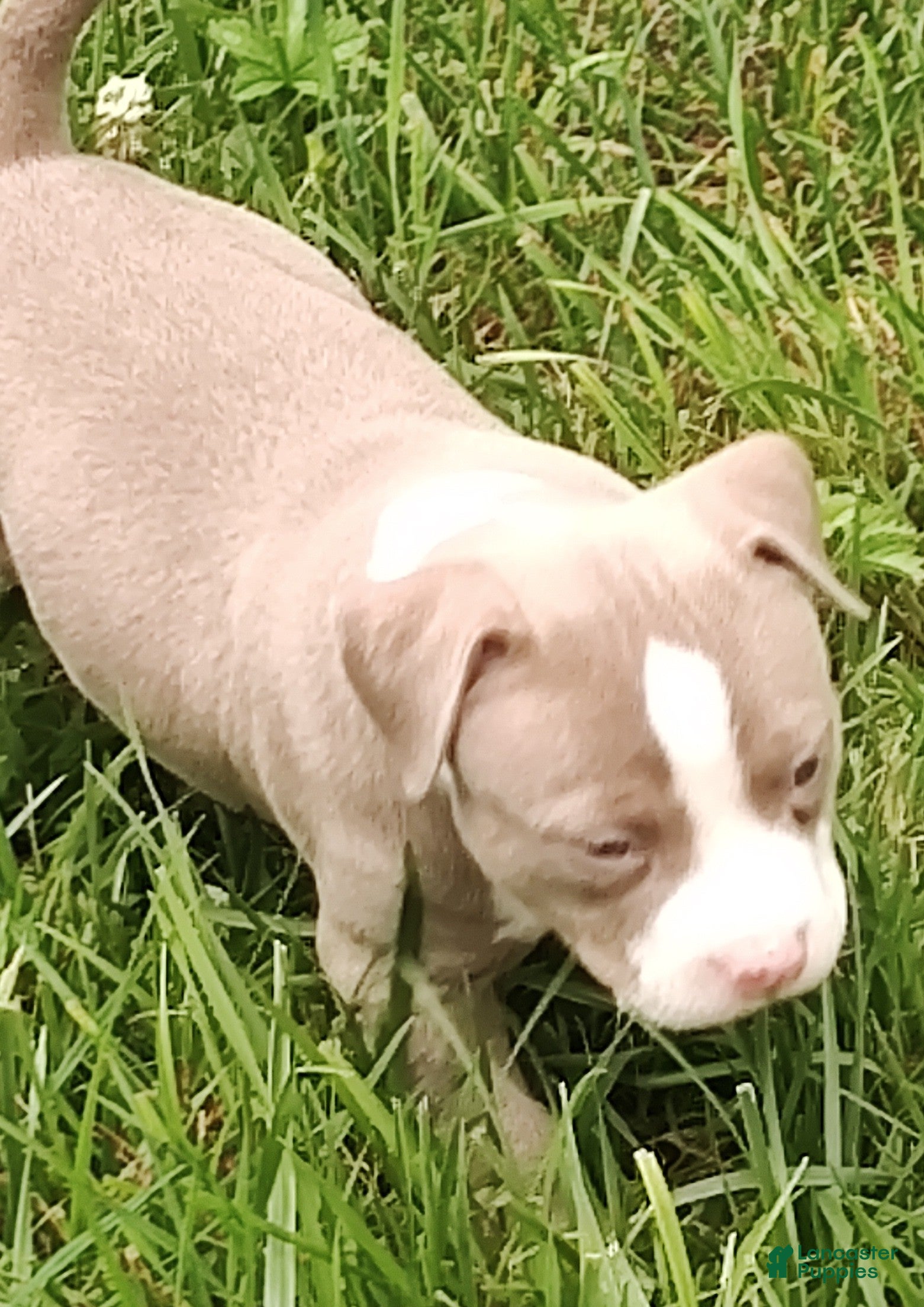 American Bully dogs American Bully 4  -Daisy - Ad 2