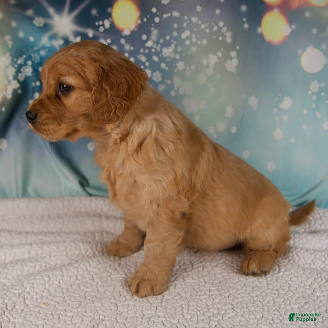 Mixed Breed dogs for sale: Jack - Ad 2