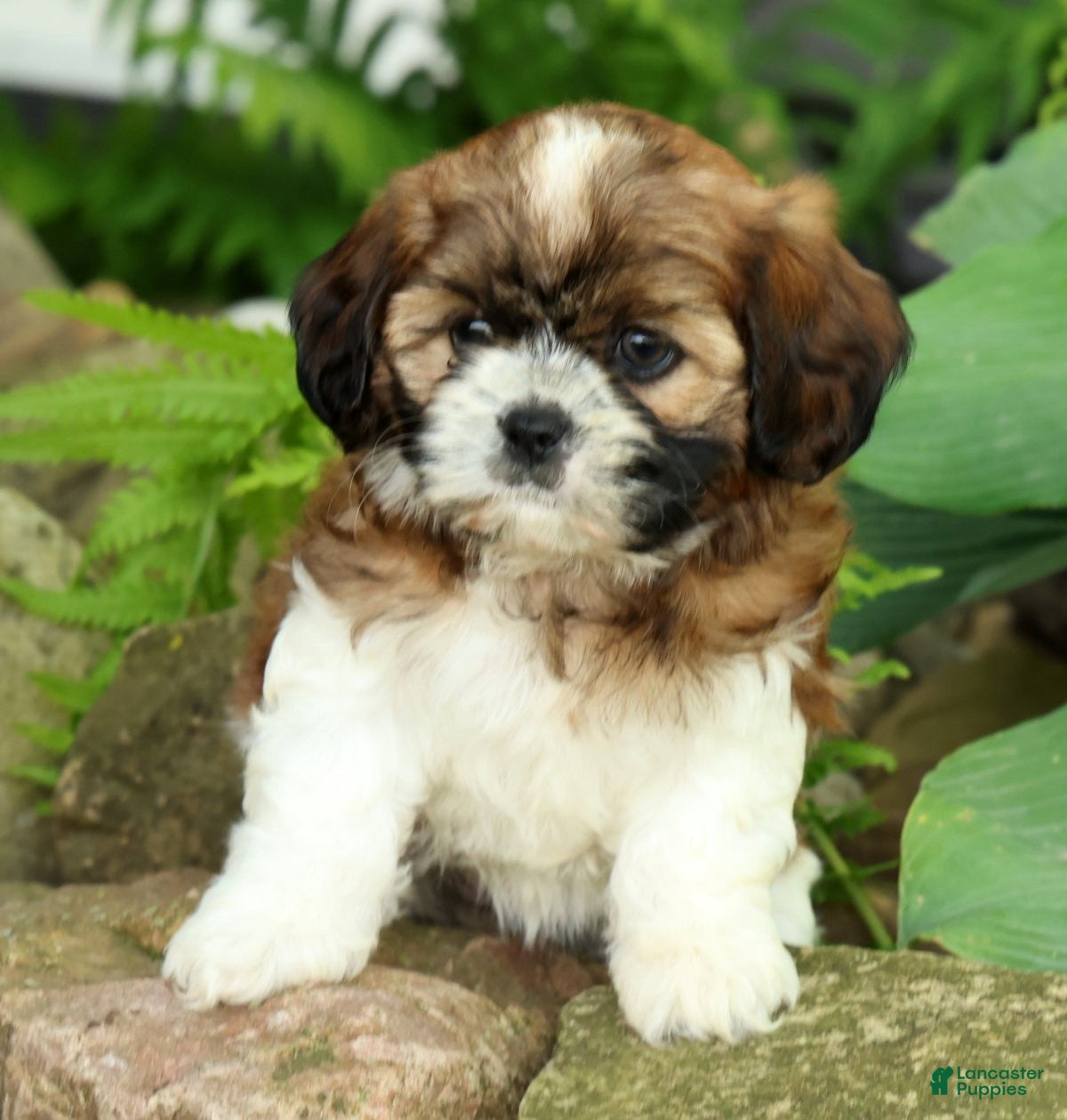 Mixed Breed dogs for sale: Winnie - Ad 7