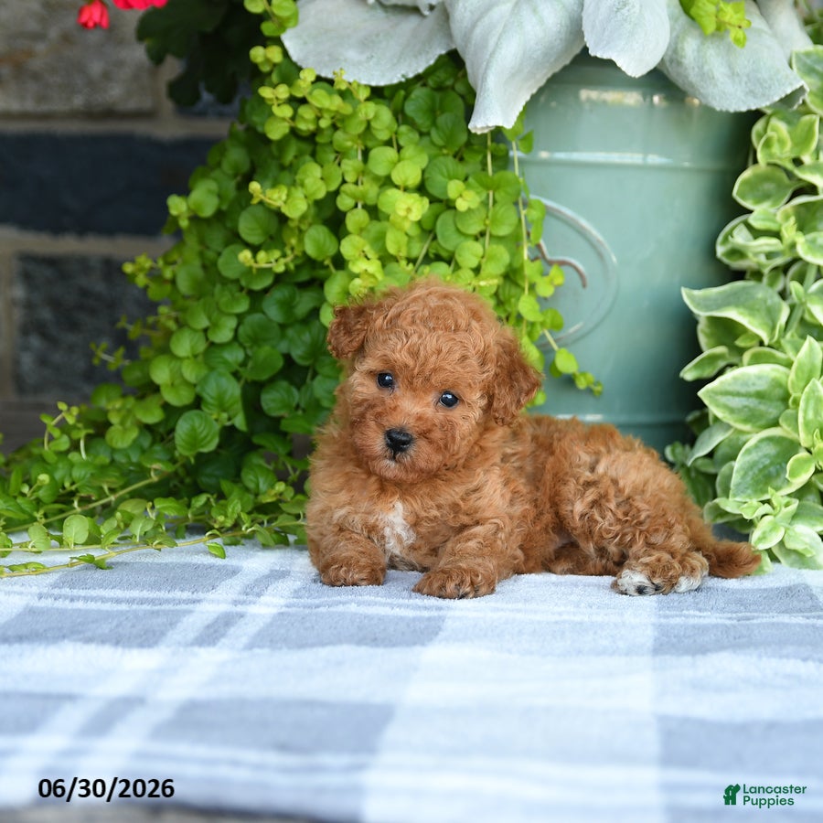 Mini Goldendoodle dogs Kelsie - Ad 2