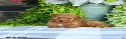 Mini Goldendoodle dogs for sale: Kelsie - Ad 2