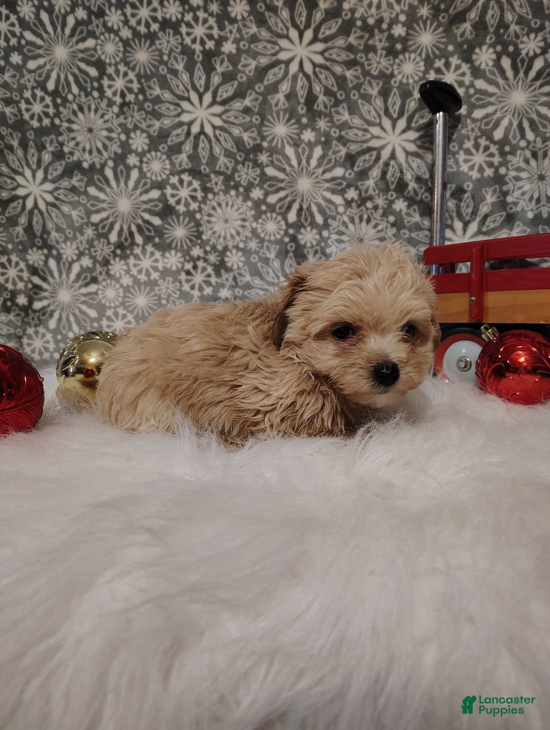 Maltipoo dogs for sale: Ace - Ad 5