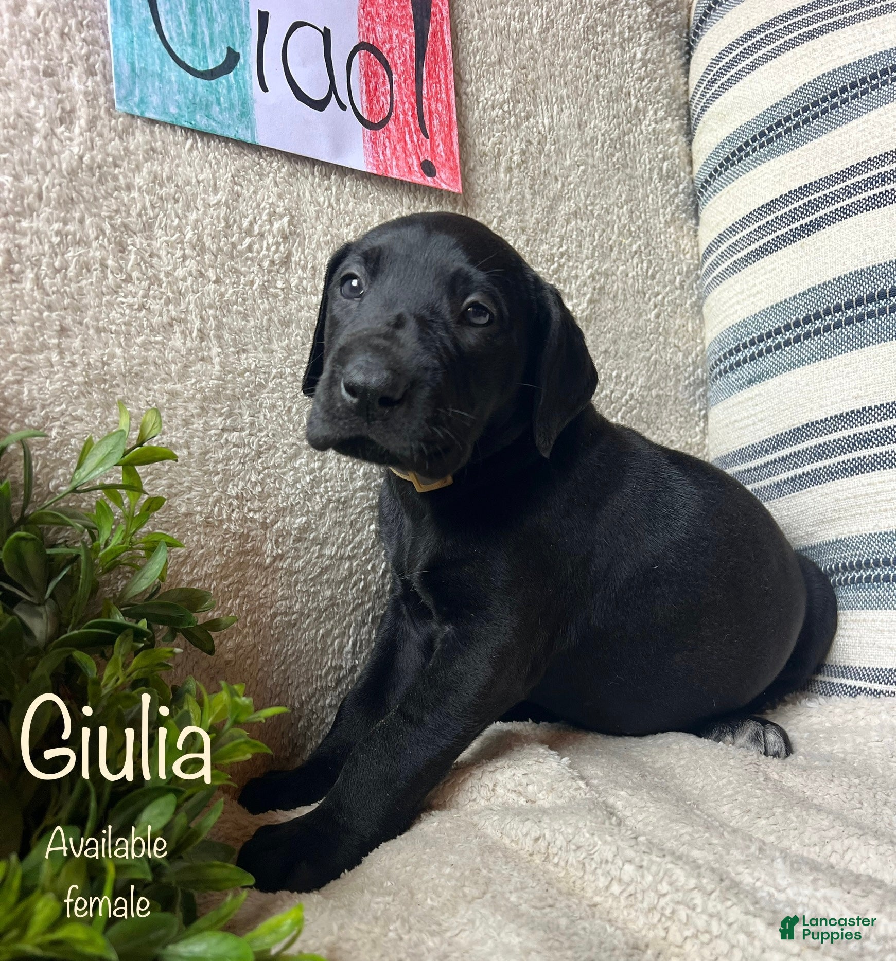 Great Dane dogs Giulia - Ad 33
