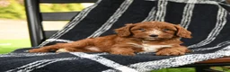 Cavapoo dogs for sale: Hershey - Ad 3