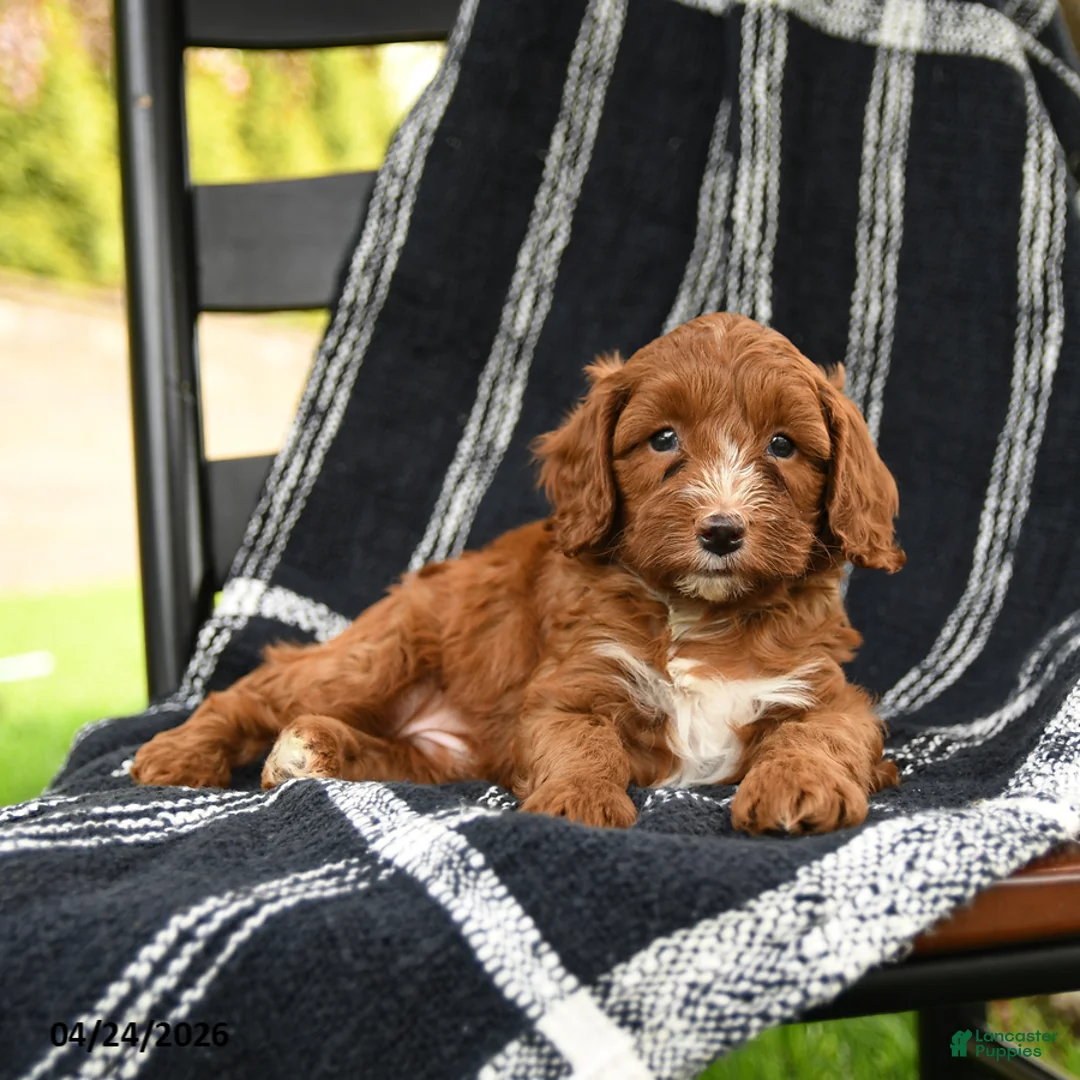 Cavapoo dogs for sale: Hershey - Ad 3