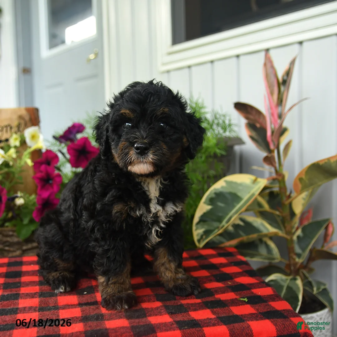 Mini Bernedoodle dogs for sale: Regina - Ad 1
