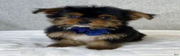 Yorkshire Terrier dogs for sale: Gunner - Ad 2