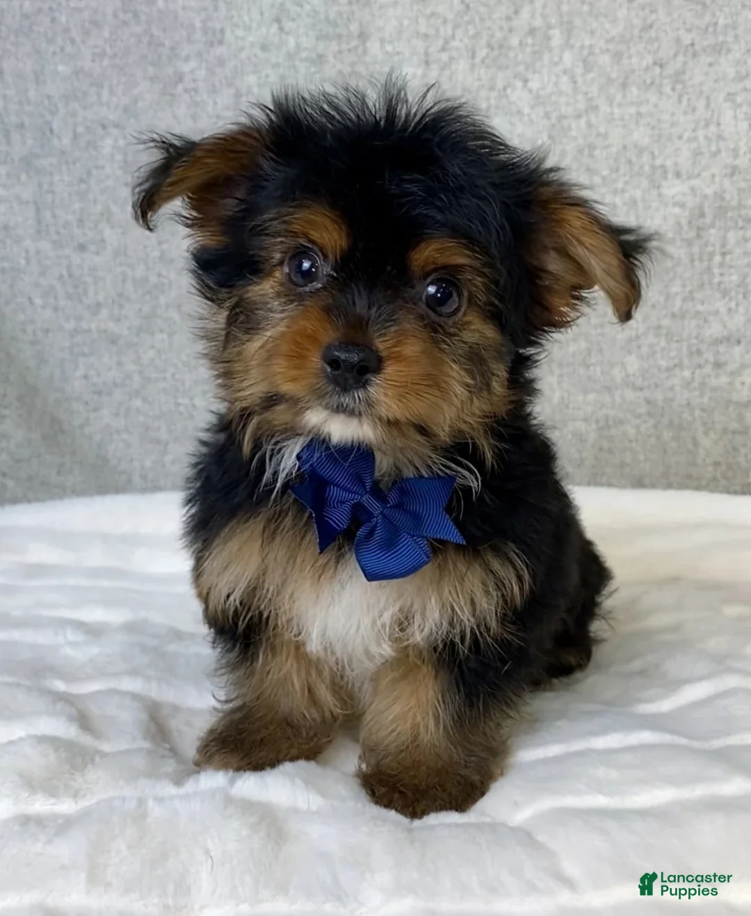 Yorkshire Terrier dogs for sale: Gunner - Ad 2