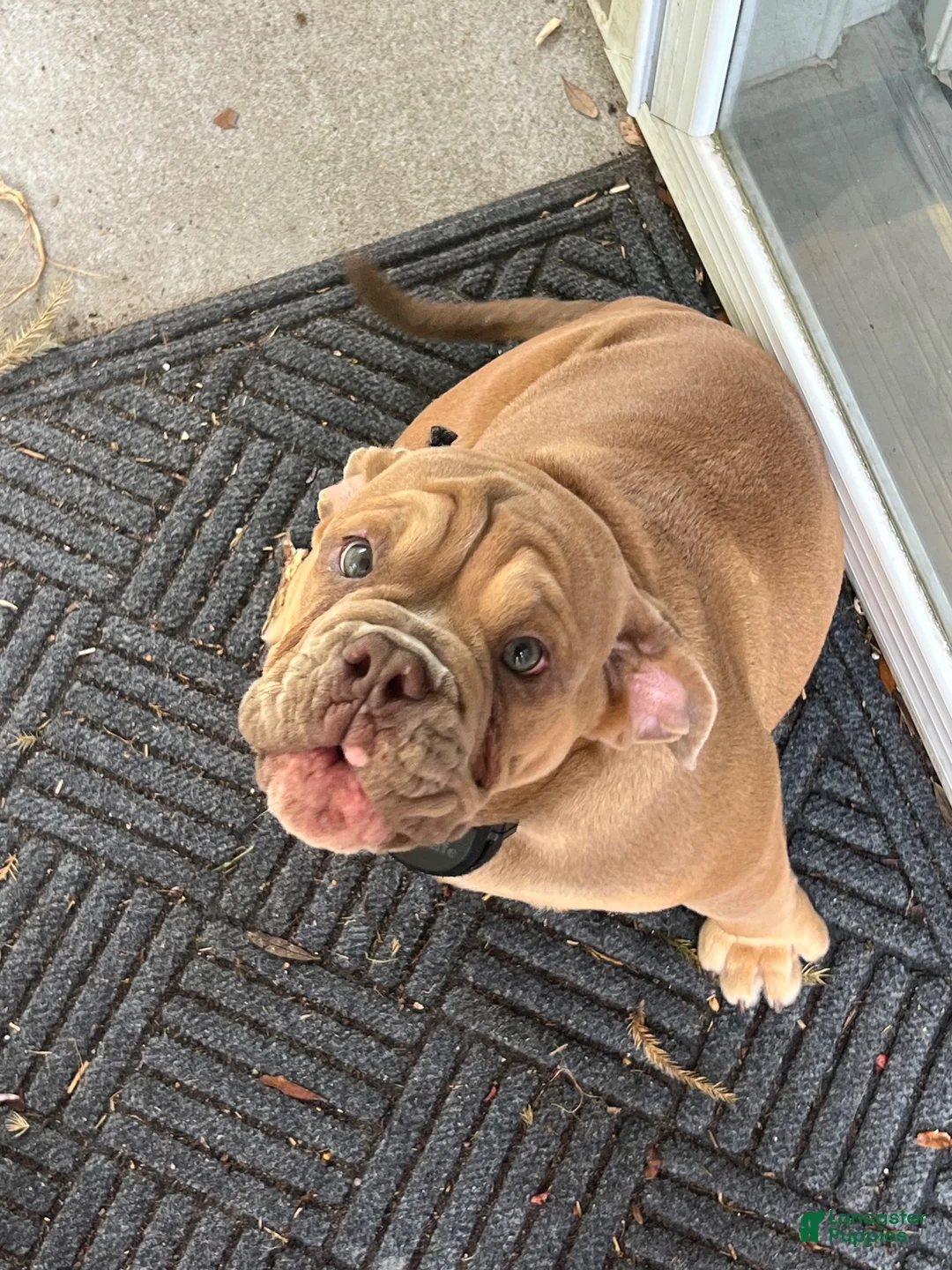 Mixed Breed dogs for sale: Mixed Breed 1 - Ad 5