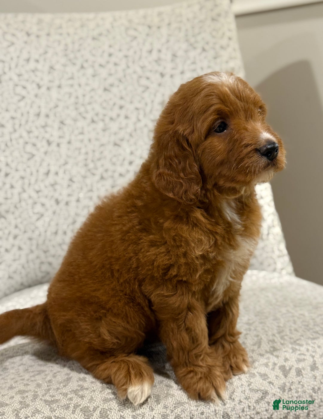 Goldendoodle dogs for sale: Penny - Ad 6