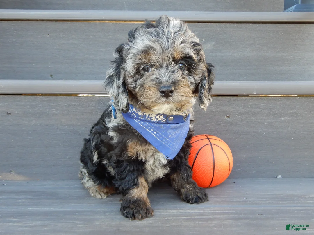 Cockapoo dogs for sale: Easton - Ad 2