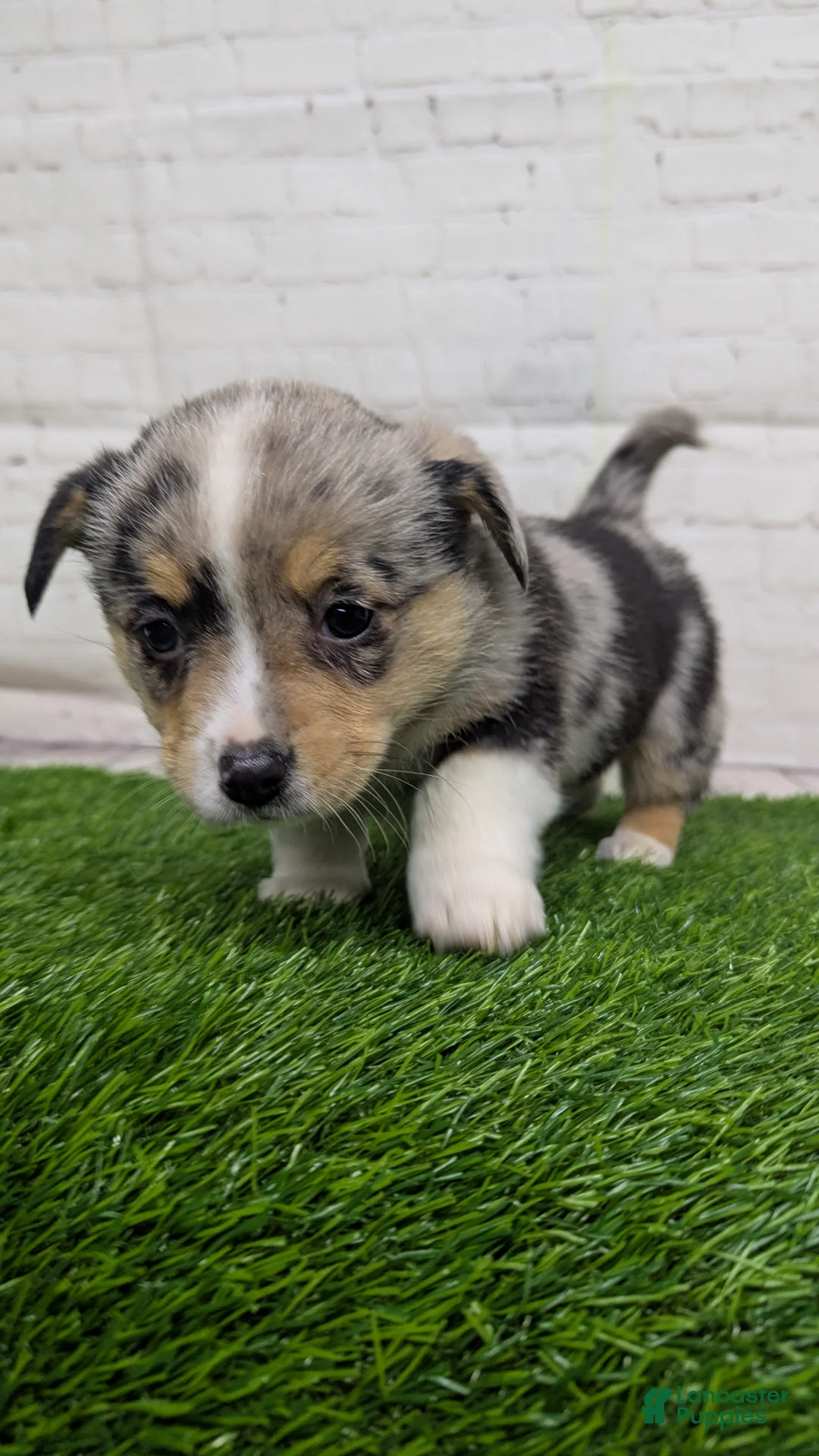 Welsh Corgi Pembroke dogs for sale: Alli - Ad 6