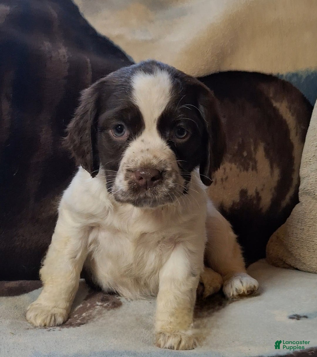 English Springer Spaniel dogs for sale: Daisy  - Ad 3