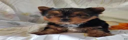Yorkshire Terrier dogs for sale: Samantha - Ad 3
