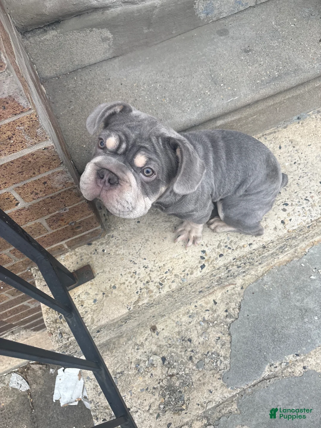 French Bulldog dogs for sale: French Bulldog Puppy 1 - Ad 2