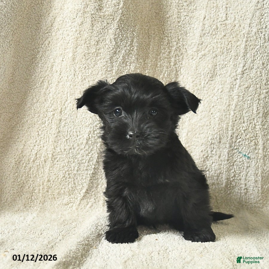 Mixed Breed dogs Waffles  - Ad 2