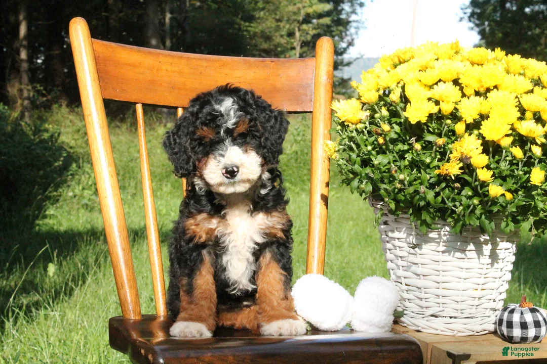 Mini Bernedoodle dogs for sale: Pecan - Ad 2