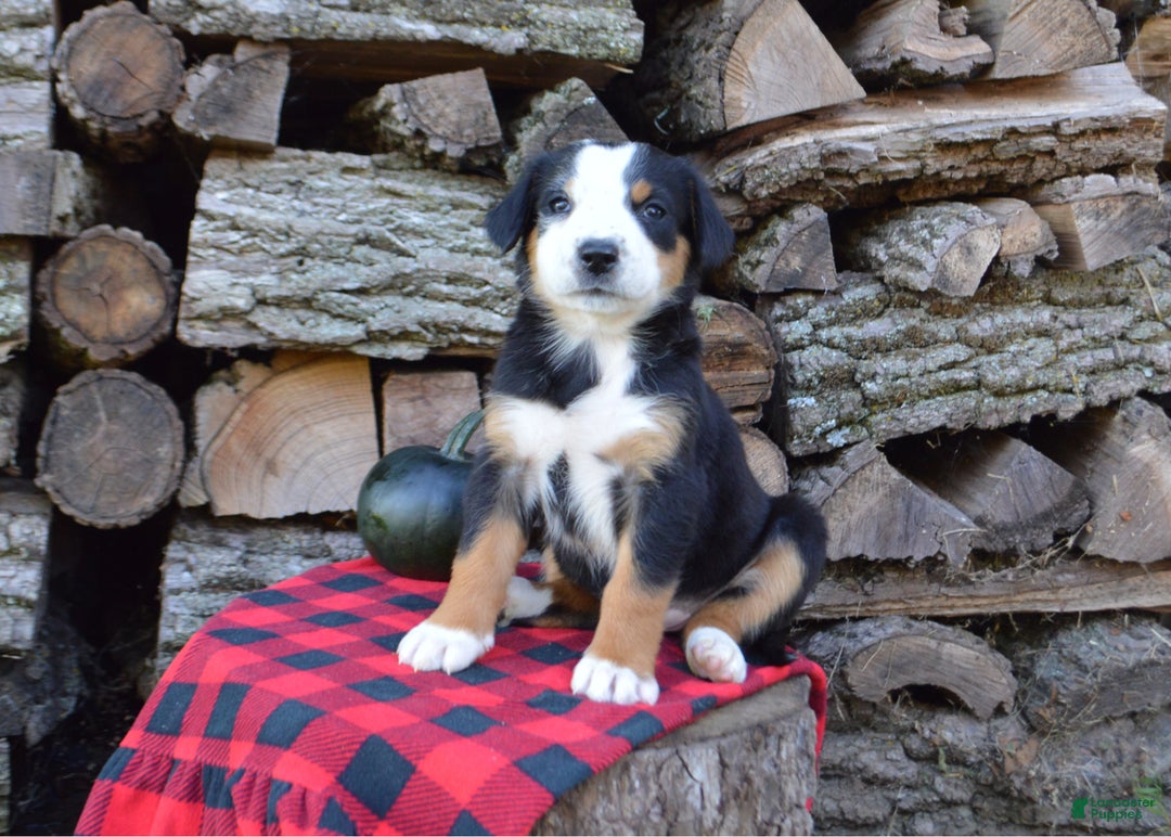 Greater Swiss Mountain Dog dogs for sale: Gloria - Ad 3